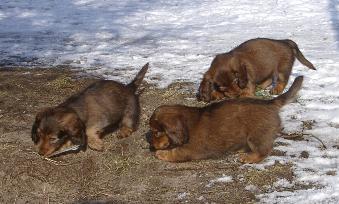 Benno,Balu und Becky